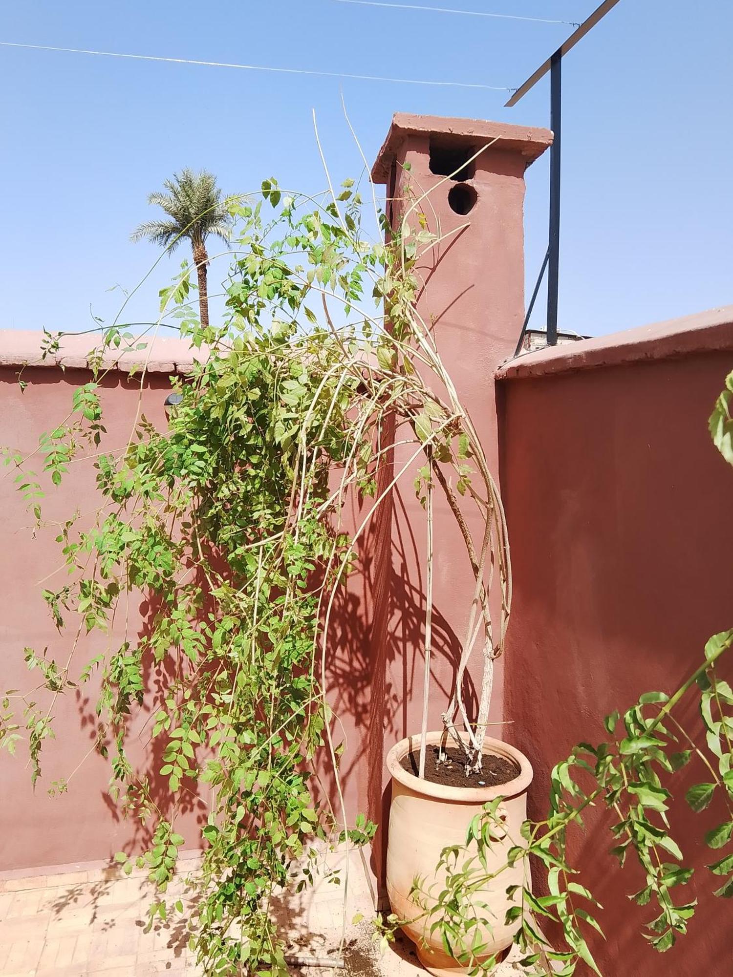 Riad Paquerette Marraquexe Exterior foto